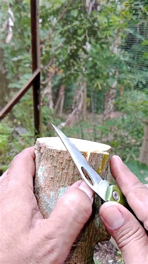 Top working avocado #graftingtips #barkgrafting #avocado #redvietnam #thanhbich #aligator