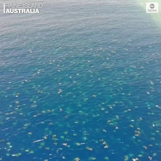 TURTLE CENTRAL: Drone footage captures thousands of sea turtles nesting near Australia's Great Barrier Reef. https://abcn.ws/2zp9SPK | ABC News