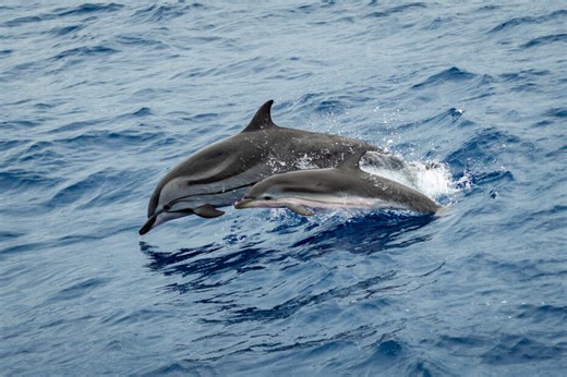 Horny dolphin blamed for incident that left 18 people injured