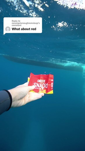 Did you know this? 🌊🌈 #underwater #colors #scubadiving #scuba #belize #scubatiktok Sunbreeze Belize Ambergris Divers | Kayleigh Nicole Grant