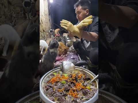 🔴 LIVE：🔥深夜治愈局！养狗日常直播|🔥Live: Daily Life with My Dog - Cute Moments Non-Stop