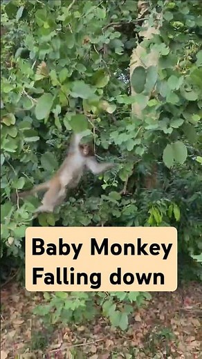 Baby Monkey Falling Down From High Tree #shorts #monkeylove #cute #animals