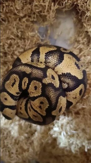 Fire Orange Dream Chocolate Ball Python Update: Stunning Colors & Powerful Genetics!