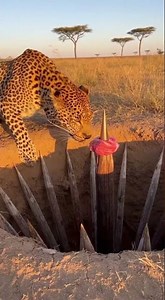 Will the leopard step into the trap… or get away just in time #wildlife #nature #safari