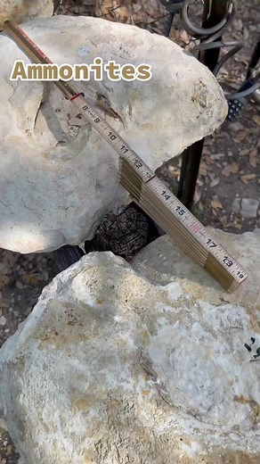 Glen Rose Fossil Shop: Bussey's Dinosaur Fossil World