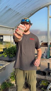 🦋 Swamp milkweed is a pollinator powerhouse. This native perennial supports monarch butterflies, attracts beneficial insects, and thrives in moist soil. A beautiful way to add purpose and habitat to your garden. Shop: https://tinyurl.com/hoss-swamp-milkweed . #growhoss #swampmilkweed #nativeplants #pollinatorgarden #monarchbutterflies | Hoss