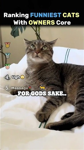 Ranking FUNNIEST CATS WITH OWNERS Core Moments!! 🐱😂