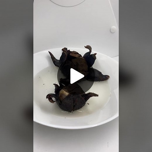 These mushrooms are the Hygroscopic Earthstar or an Astraeus species, in Napa they are mycorrhizal with Coast Live Oak. Despite their name, they not a true Earthstar (Geastrum sp.). These are gasteroid mushrooms which develop spores internally like a puffball. They are surrounded by a hard woody layer (peridium) that shrinks and contracts when dry, but expands and opens when wet. They are not edible because of how tough they are, but extract of this mushroom have high anti oxidant activity and c