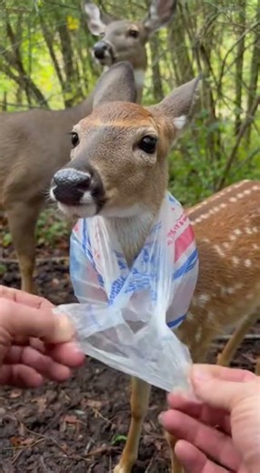 Hands Pulling Strap in a Tight Forest Den Close