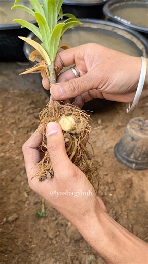 Asiatic lily bulb summer guide #lily #plantguide #viral #gardening #fyp