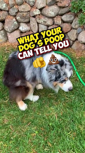 Dog Poop Chart: What Your Dog's Poop Says About Their Health