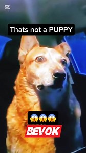 Is That a WOLF?😳 #scary #wolf #meme #america | Bevok