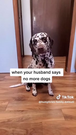 Exploring Dalmatian Puppies: Adorable Companions