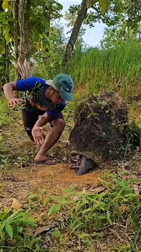 jungle fowl breeding process #shorts