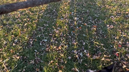 1K views · 14 reactions | Everyone wants smart, biddable / trainable,...