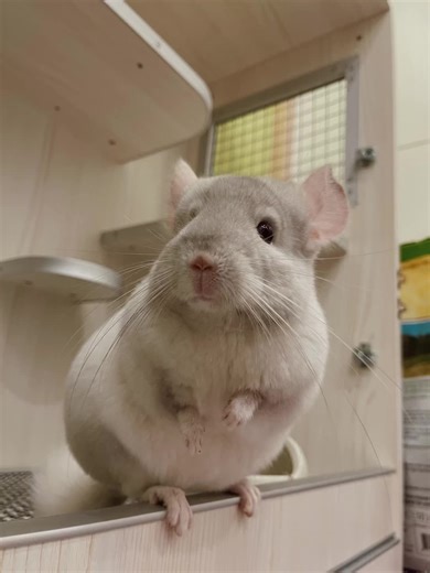 Charming Chinchillas Show Off Their Playful Antics