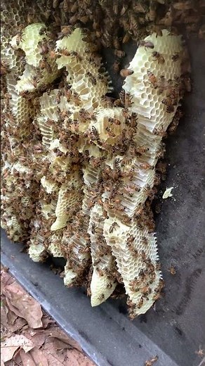 How Raw Honey Is Harvested 🍯🐝 | Real Beekeeping Process