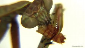 Praying Mantis: Are These Carnivorous Insects Good For The Garden