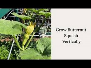 How To Grow Butternut Squash Vertically