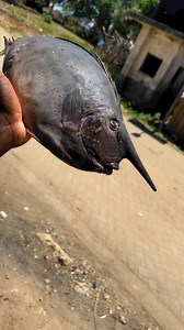6.9K views · 142 reactions | #fish #samaki #naming #mombasafishmarket #challenge #kenya #blueeconomy #shimoni #shimonifishport #Ecosystem #marine #kenyaportsauthority #management | Mombasa City FISH Market | Facebook