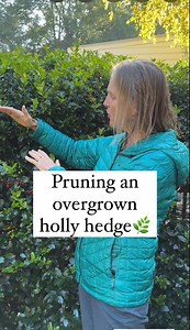 28K views · 131 reactions | If you use an electric hedge trimmer on...