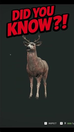 Most Hunters Don’t Know THIS About Blacktail Deer 👀