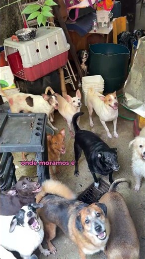 Ainda há muito amor para compartilhar 🐶💛 #voaurea