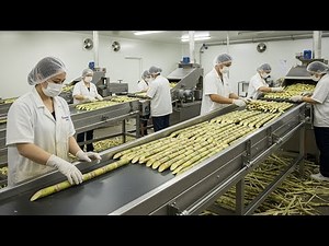 Inside the Sugar Processing Plant – From Raw Cane to White Crystals (Full Process)