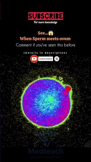 "What Is the Zinc Spark at Conception? ✨ The First Moment of Life Explained” #birthfacts