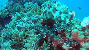 common lionfish or devil firefish (Pterois miles), Red sea