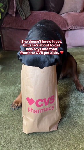 Dog Toys and Treats Haul from a Pet Aisle | CVS Pharmacy