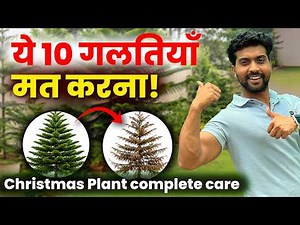 Araucaria Plant Complete Care | Nursery Secret Tips| Christmas plant Growth Hack🪴