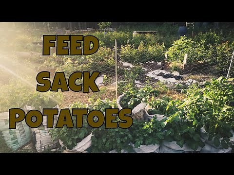 Grow Potatos in Feed Sacks