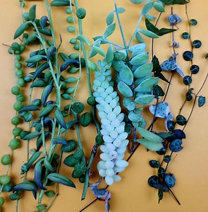 String Succulent Cuttings Collection Live Rare Trailing Varieties Assorted 10 Plus Pack - Etsy