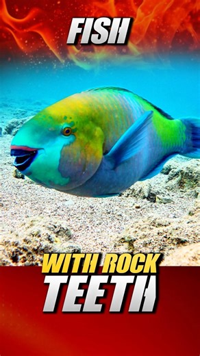 This Fish Turns Coral Into Sand And Nobody Told You #animalfacts #funfact #facts #sharkfacts #shorts