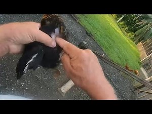 Why is my chicken blown up like a balloon? Is it Air Sac Rupture?