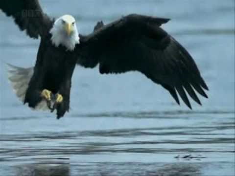The Eagle and the Hawk - John Denver