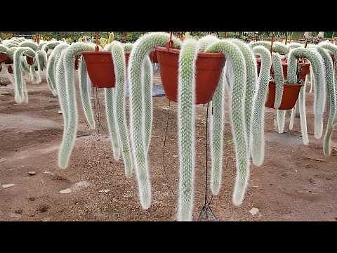 The Strangest Plants You’ll Ever See in Your Life