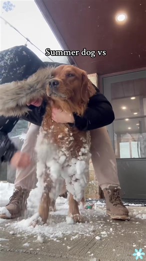 Funny Dogs Playing in Snow