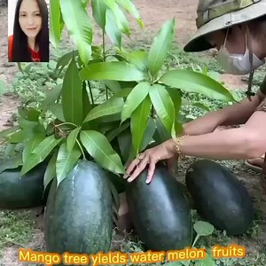 Planting mango branches in water melon #GraftedFruitTrees #graftingtechniques #graftedplants #agriculture #mango #watermelon Crop farming south africa | Violita Padayon