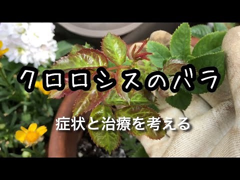 【葉がまだら】クロロシス症状のバラについて🌹あえて調子の悪いバラをご紹介します🌹今年も様子をみます