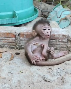 61K views · 1.4K reactions | The monkey sat crying alone, very sad. | Monkey LOBI | Facebook
