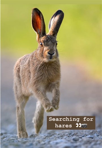 A very recognisable animal here in the UK is the brown hare. This was my best ever encounter with one yet, it ran straight towards me and I managed some lovely photos 📷 #wildlifephotography #ukwildlife #brownhare #countryside #peacefulvibes #naturephotography