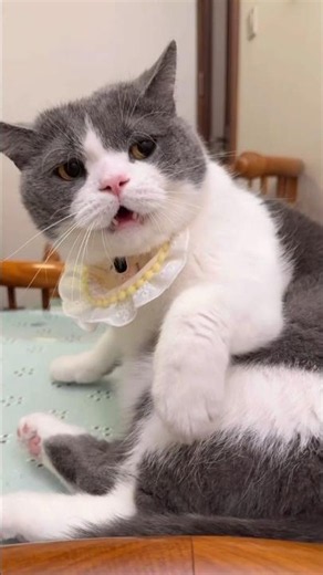 😾 When Cats Get Super Mad! | Funny Angry Cats Compilation 🐱🔥