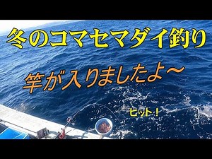 冬でも【コマセマダイ釣り】ちょい深場を攻めてみました 2023/2 Deep sea bream fishing in winter.
