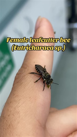 The sweetest little bee in the lab today 💗💗. Leaf cutter bees line their nests with layers of circular leads cut out by their strong mandibles. 🍃 #nativebee #savethebees #pollinator #insects #conservation #ecology #farnorthqueensland #rainforest #beehotel #naturalscience #nature #science #scienzenaturali #natura #wildlifephotography #scienze #naturalist #divulgazionescientifica #divulgazione #wild #naturalista #naturephotography #lifescience #biology #naturelovers #animals
