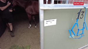 After three consecutive placings, Buffalo River is primed for Saturday's All-Star Mile 👊 @BallymoreStabls | Racing.com