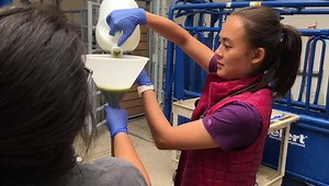 1.4K views · 46 reactions | Veterinary medicine was into probiotics before probiotics were cool! Ruminates need healthy protozoa in their stomachs to properly digest food. Our folks are treating a calf whose healthy protozoa is out of whack with a process called transfaunation. They are transferring rumen fluid that contains bacteria, fungi, and protozoa from a healthy donor to repopulate the calf’s gut | UTCVM-University of Tennessee College of Veterinary Medicine | Facebook