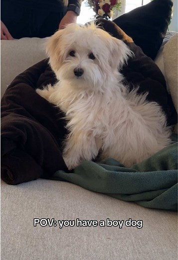 Adorable Morkie Puppies: A Cuddly POV Experience