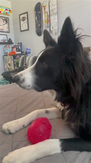 Tv Terrance #funnydog #CustomersMostLoved #DoTheJuJu #fyp #tiktok